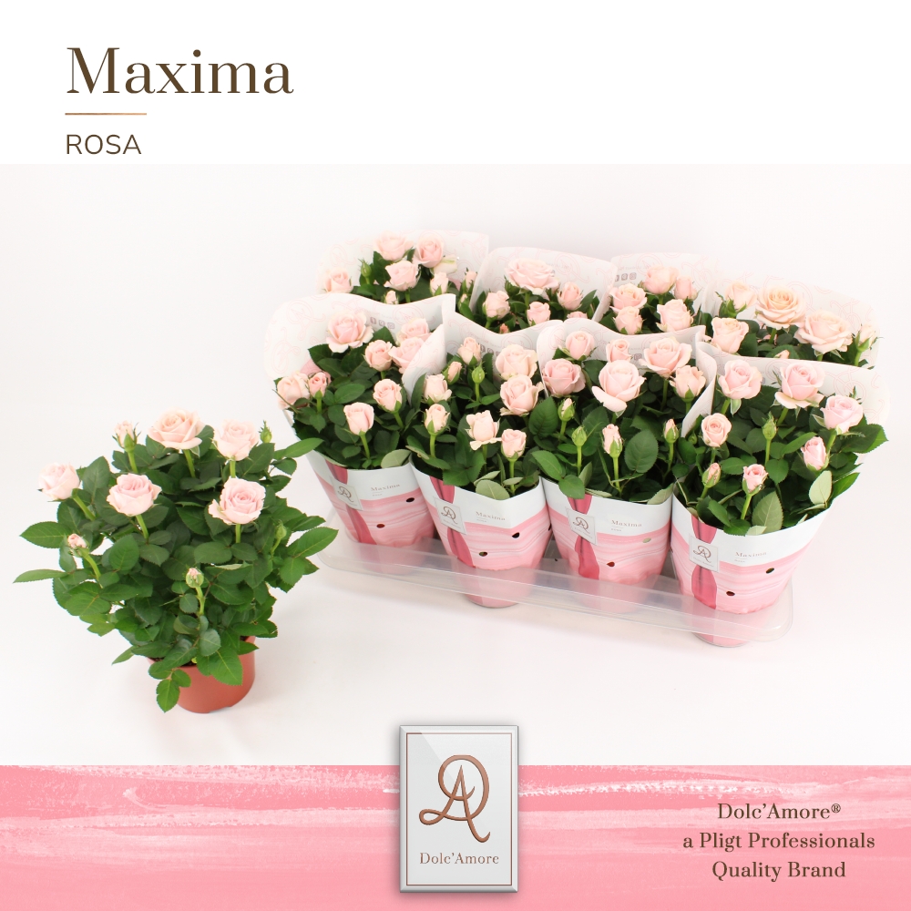 Picture of Rosa Infinity Princess Maxima DolcAmore P14 32cm