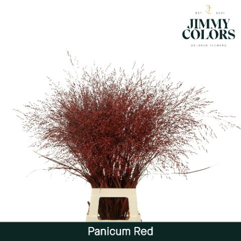 Panicum L90 Red