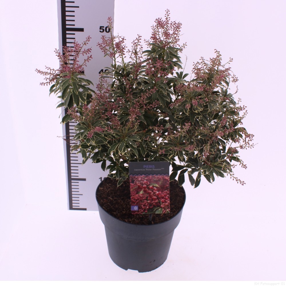 Picture of Pieris jap. 'Polar Passion'