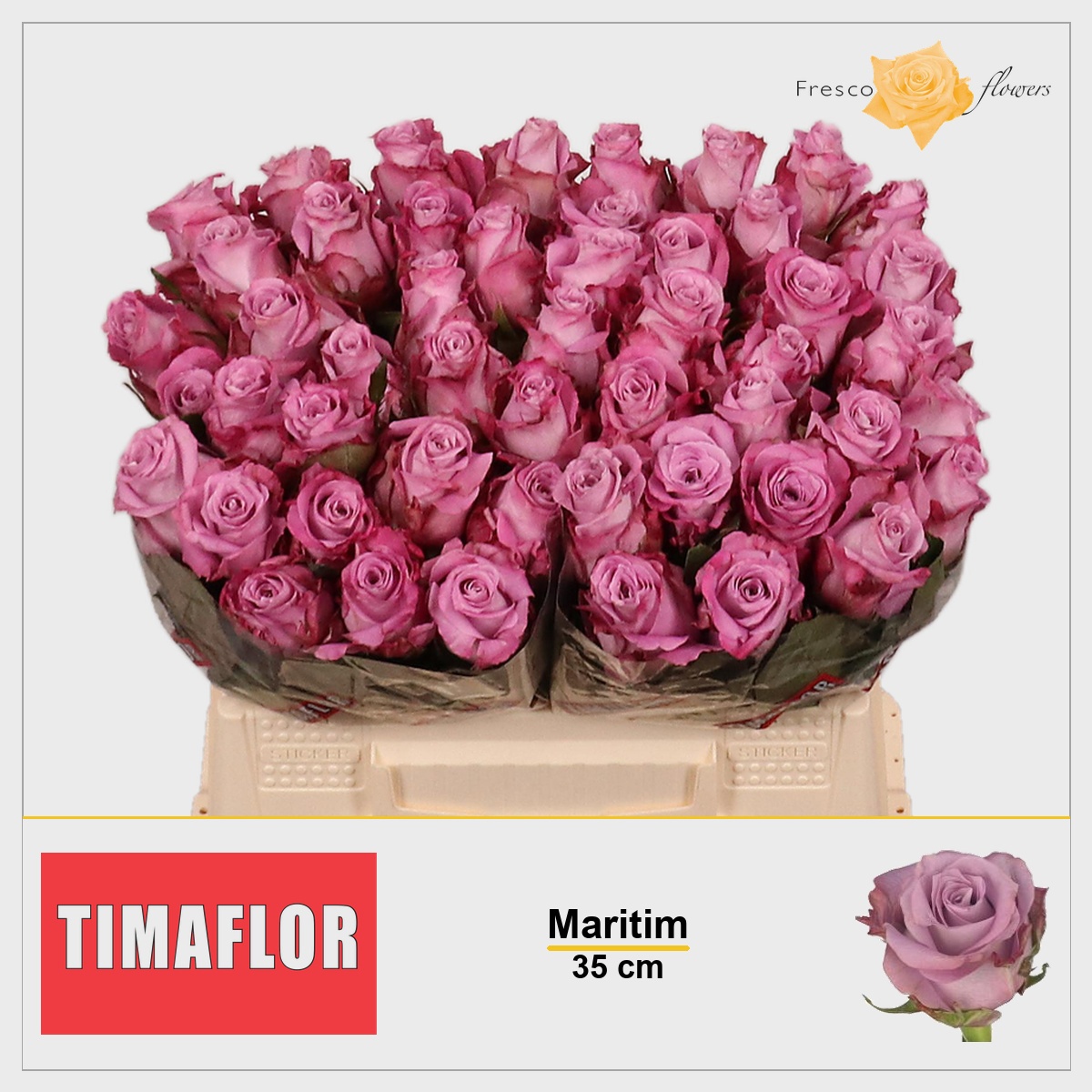 Rosa Maritim 35cm