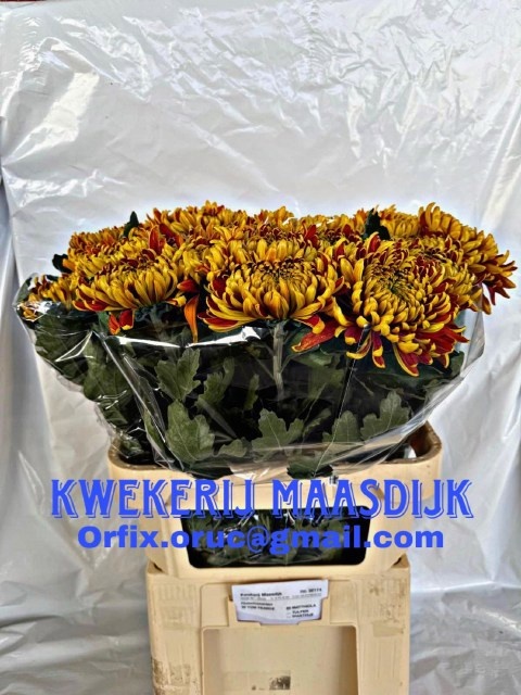 Chrysanthemum Single Tom Pearce 80cm 120gram