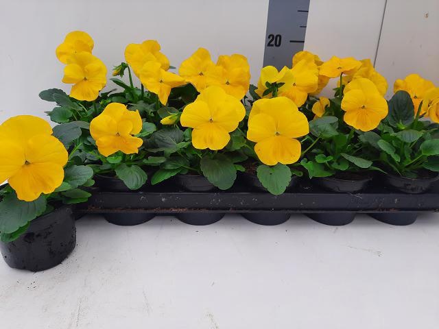 Vio Wi Del Pur Yello 9P 12H
