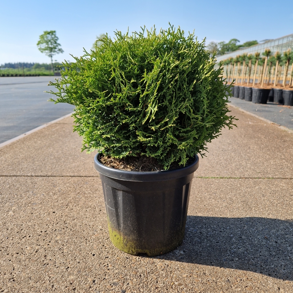 Picture of Thuja occ. Tiny Tim C8 25/30