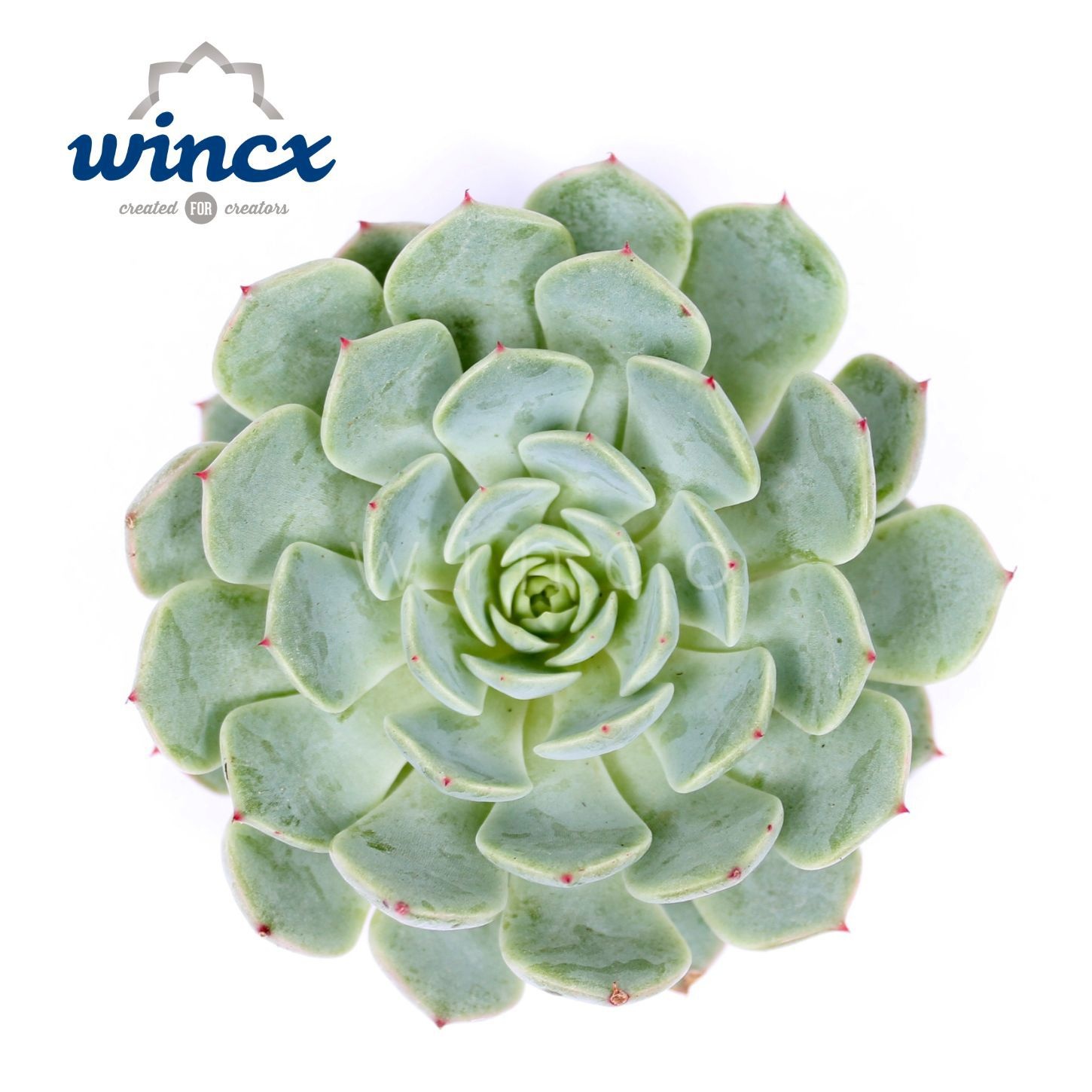 Echeveria Derenbergii Blue Cutflower
