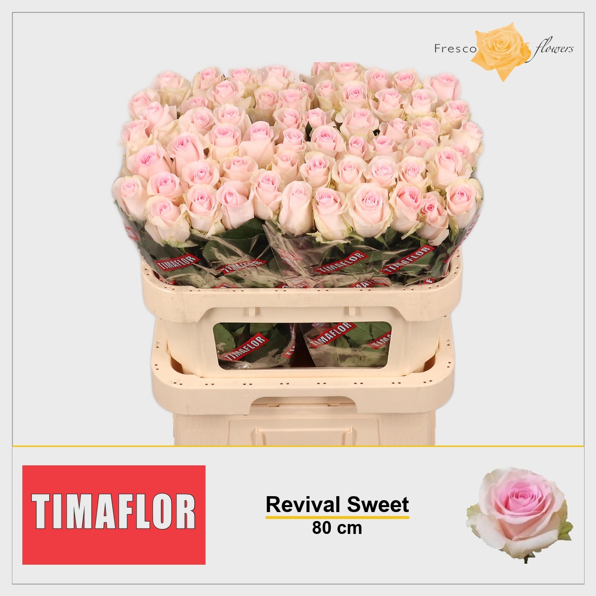 Rosa Revival Sweet 80cm