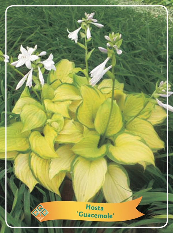 Picture of Hosta Mix 6x10 srt. per shelve P11