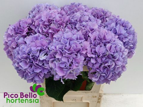 Hydrangea Royal Benefit 80cm 21Ø