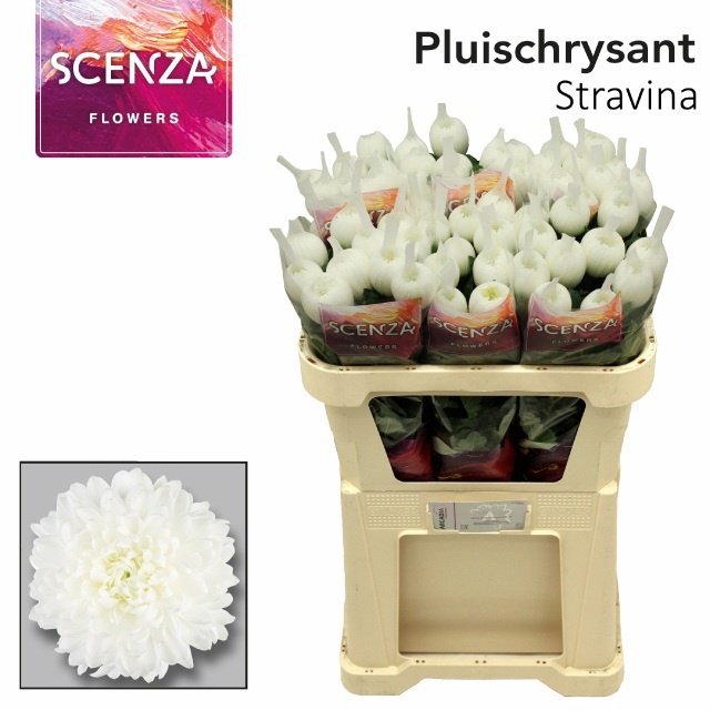Chrys Single Stravina 70cm 70gram
