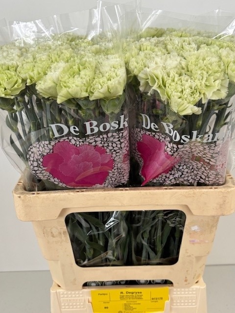Dianthus Eternal Fairy+ 60cm