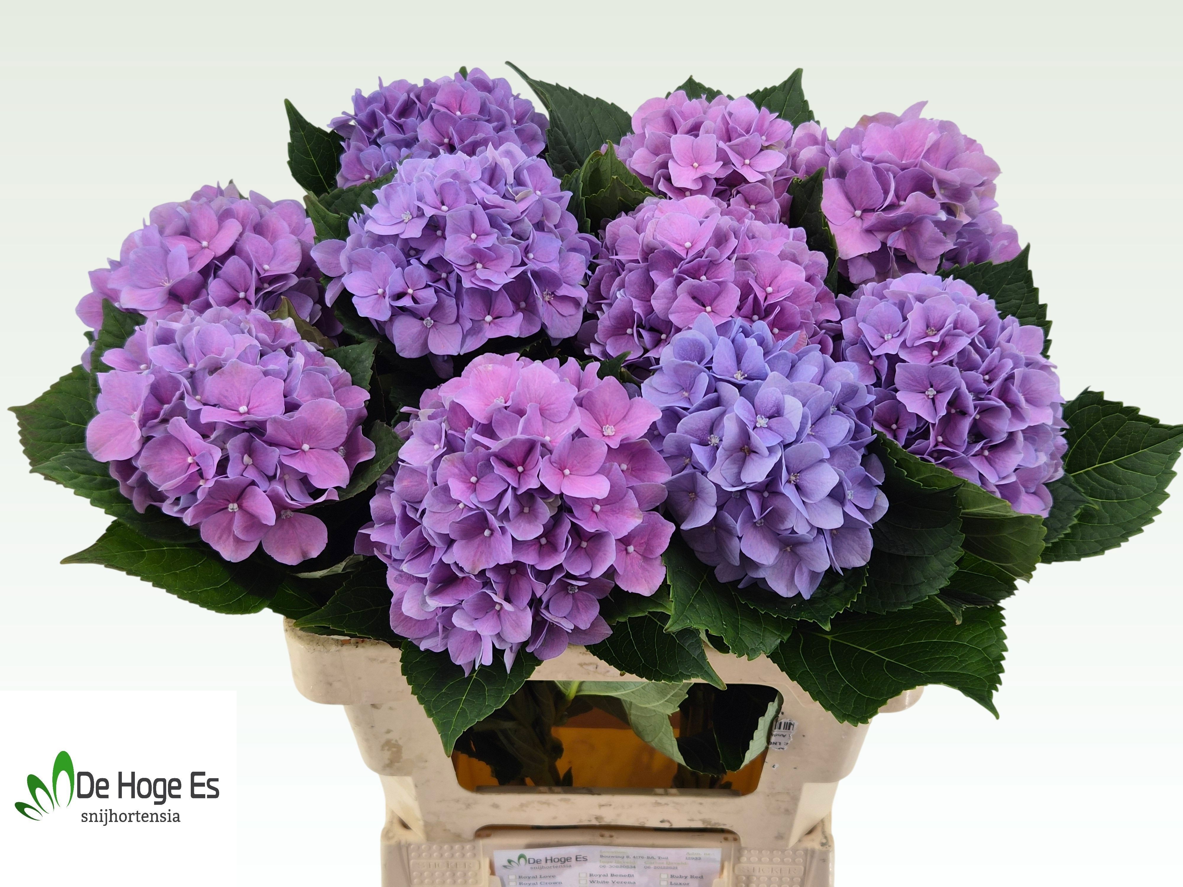 Hydrangea Royal Benefit 60cm 14Ø