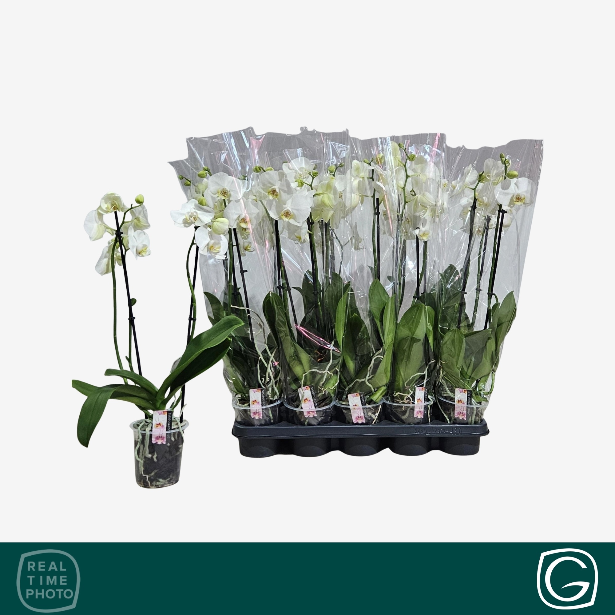 Phalaenopsis White 2 Stem 12Ø 60cm