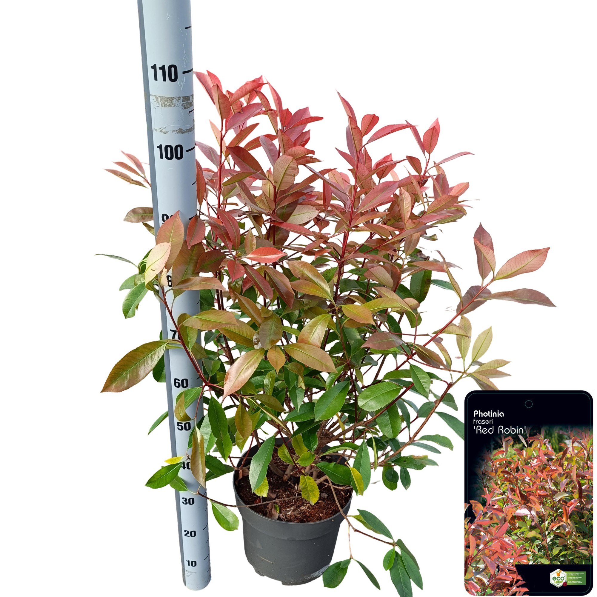 Picture of Photinia fraseri 'Red Robin' C10