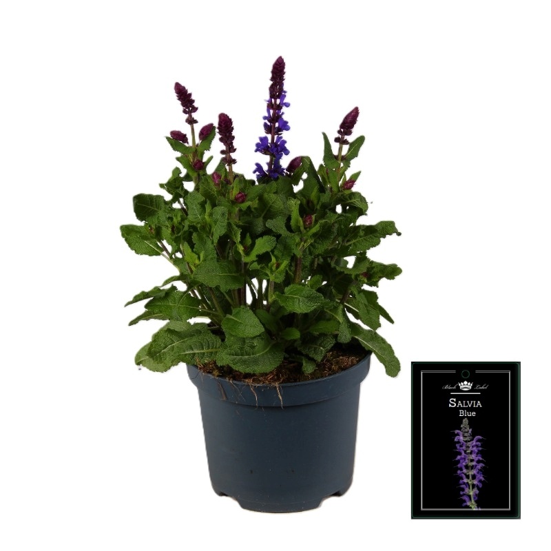 Salvia nemorosa Blue