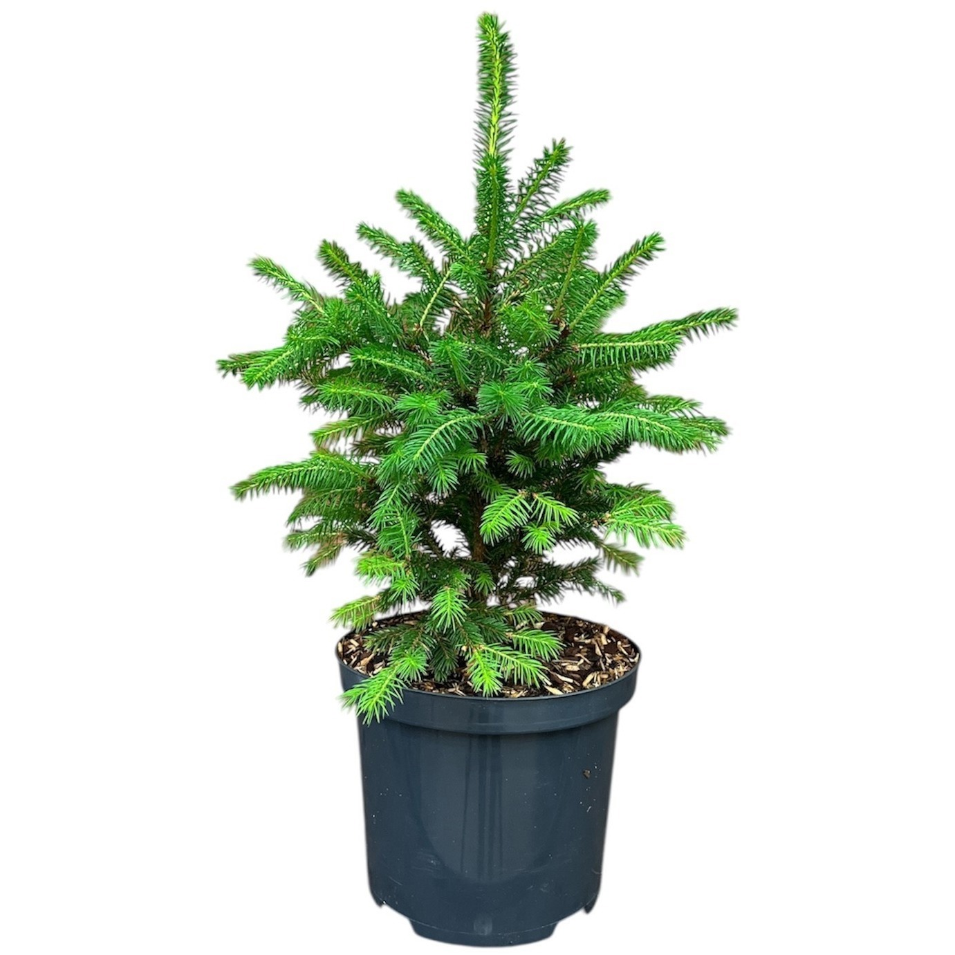 Picea abies 'Will's Zwerg'