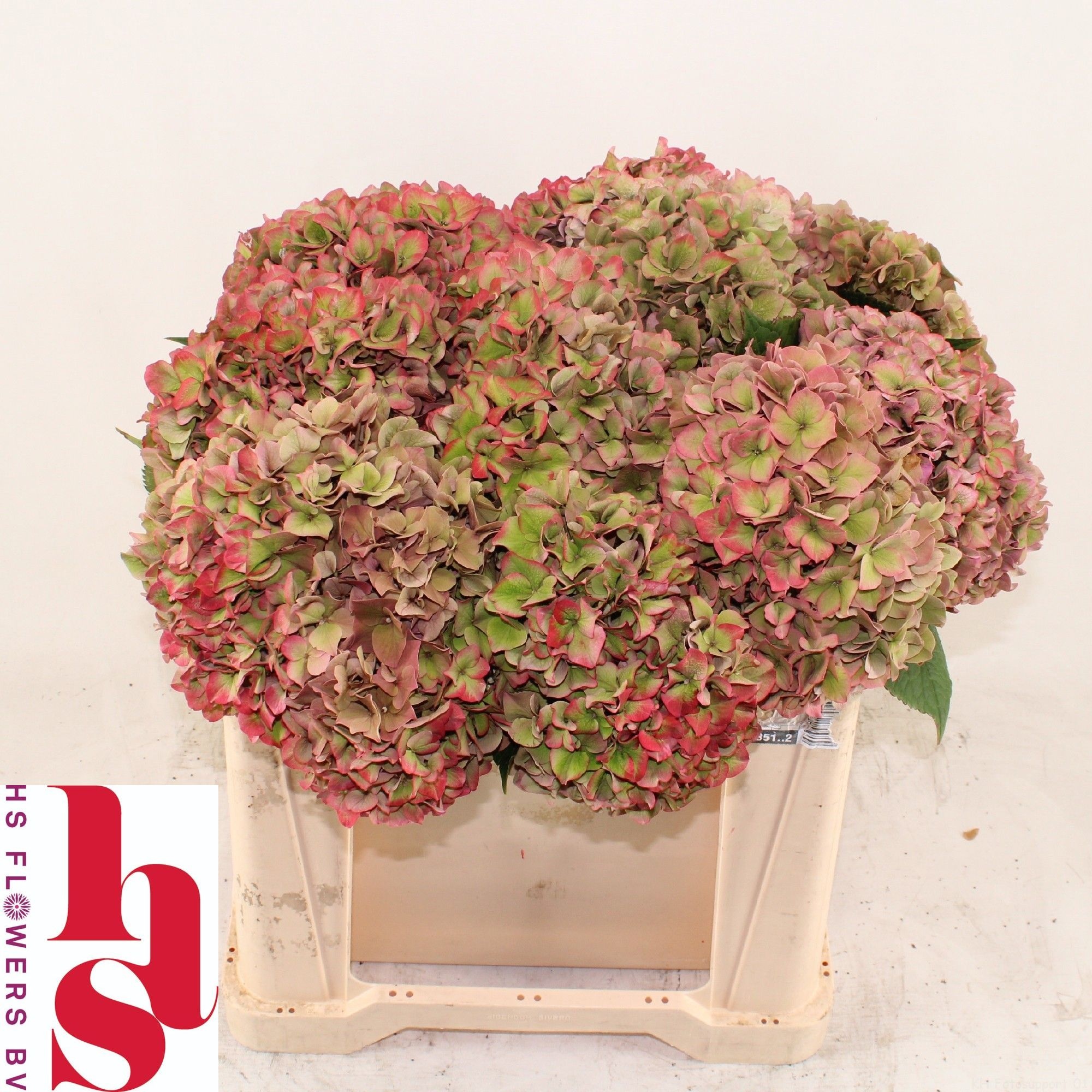 Hydrangea Rodeo Classic Pink 50cm 17Ø