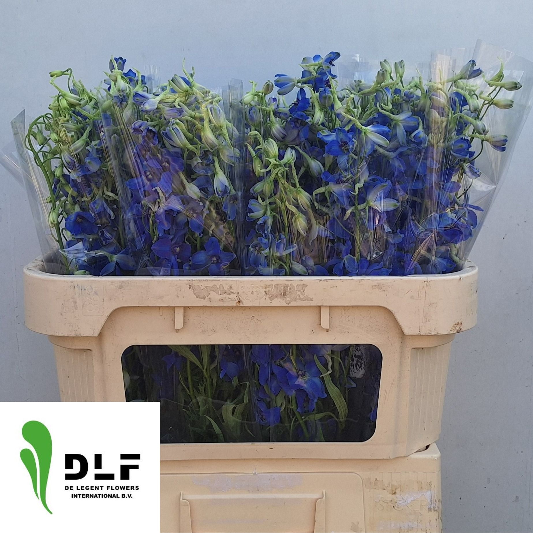 Delphinium Volkenrfrieden 70cm