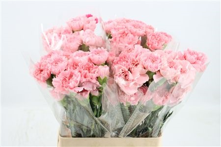 Dianthus St Maruchi 60cm