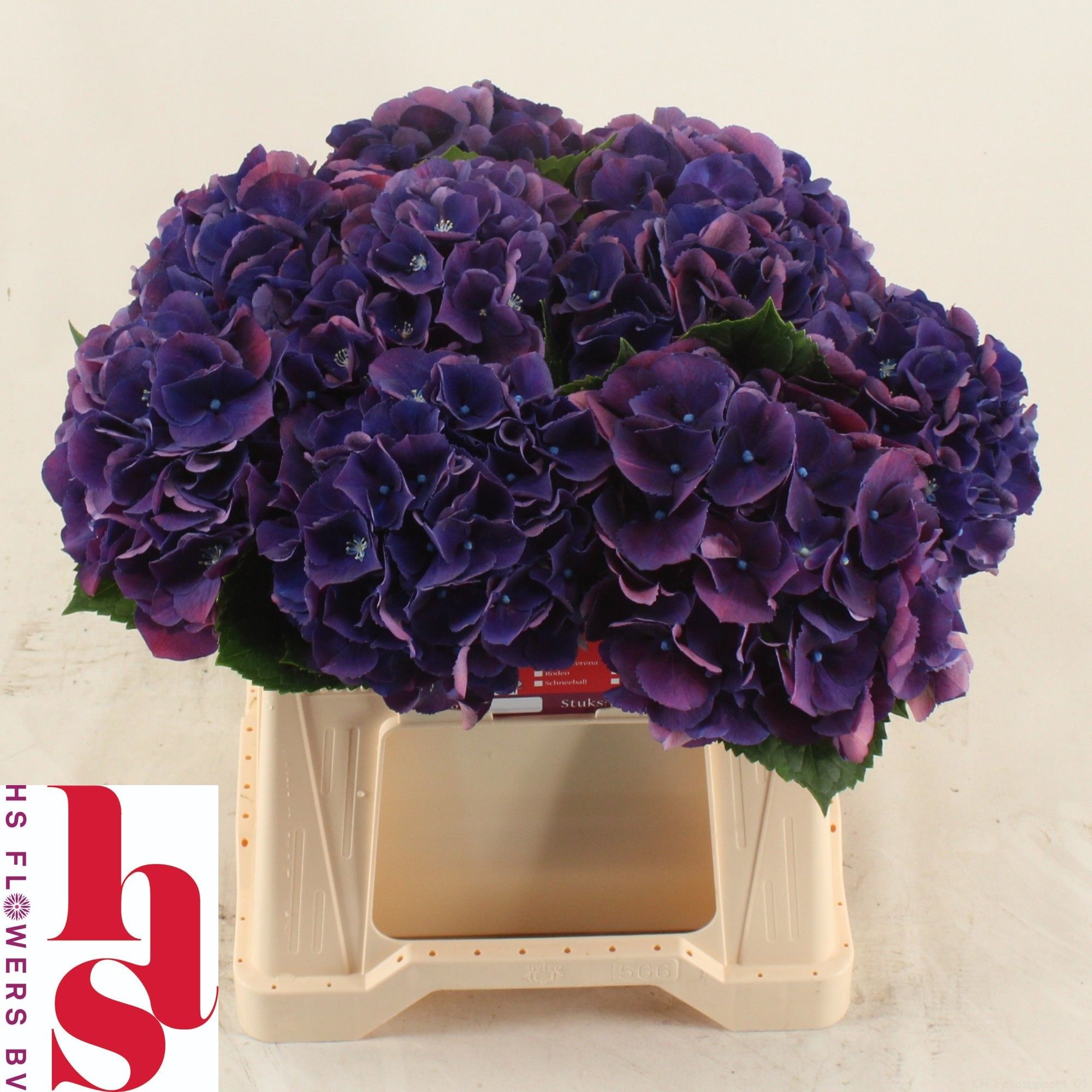 Hydrangea Royal King 40cm 14Ø