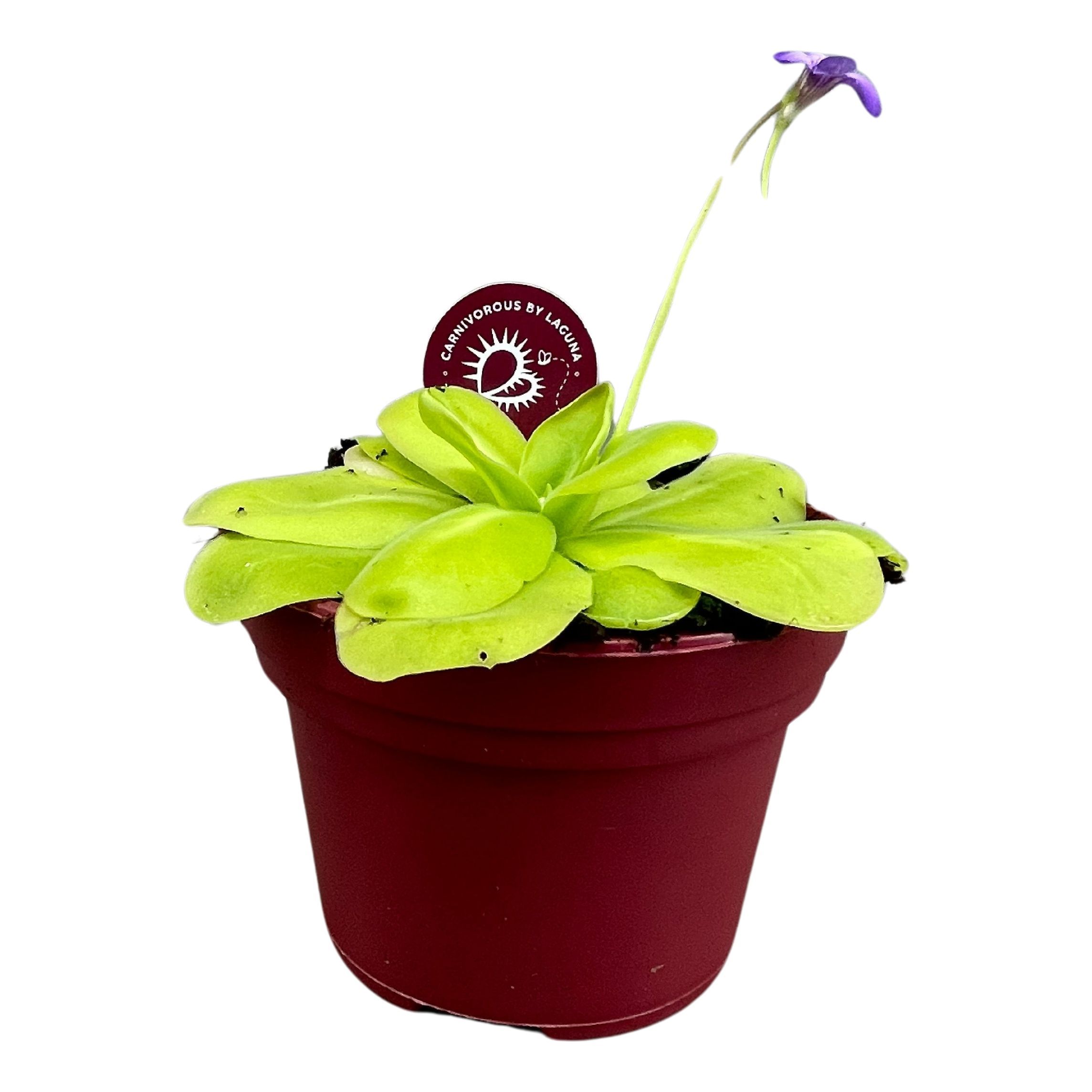 Vleesetende Planten 12P 12H