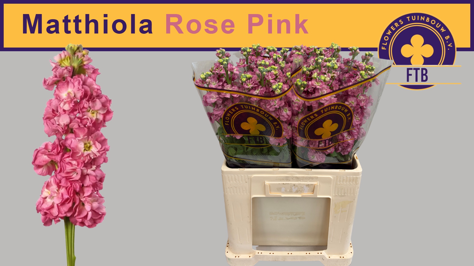 Matth Stox Rose Pink
