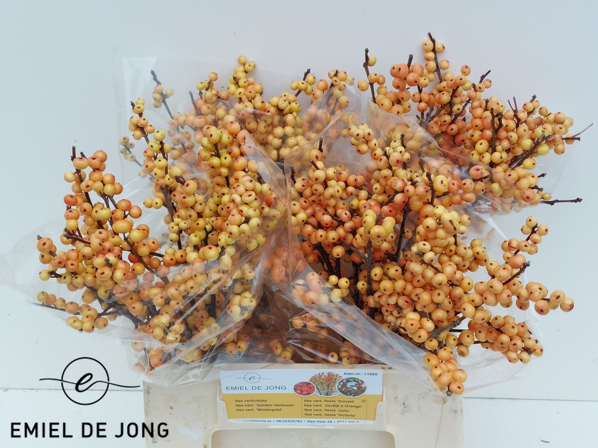 Ilex Ilexia Julia 40cm