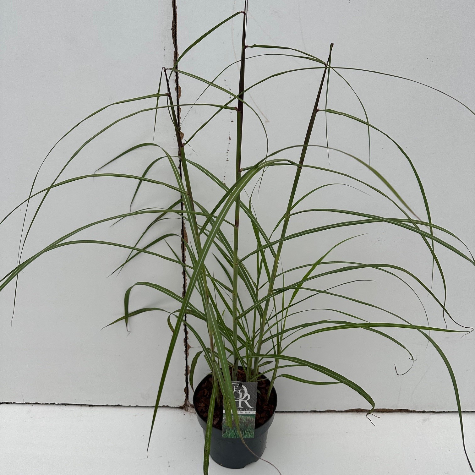 Picture of Miscanthus Malepartus P19 (3 Ltr) (LOOSE)