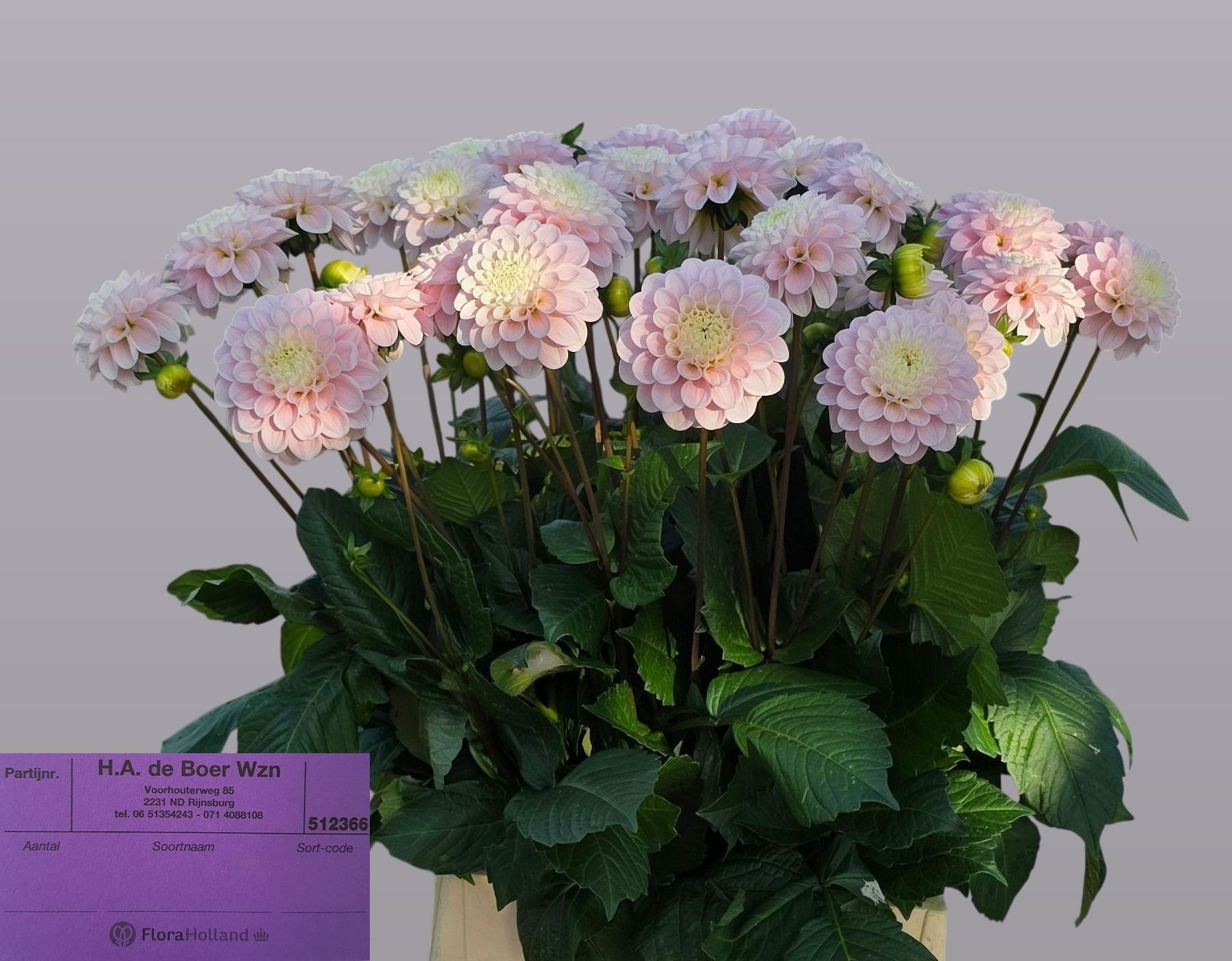 Dahlia Ball Wizz Of Oz 50cm
