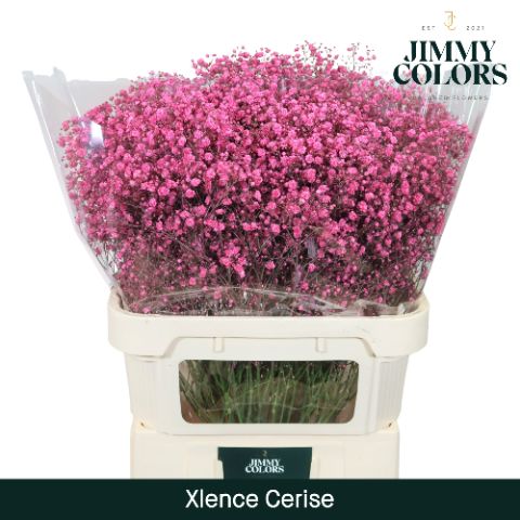 Gyps Xlence L80 Cerise