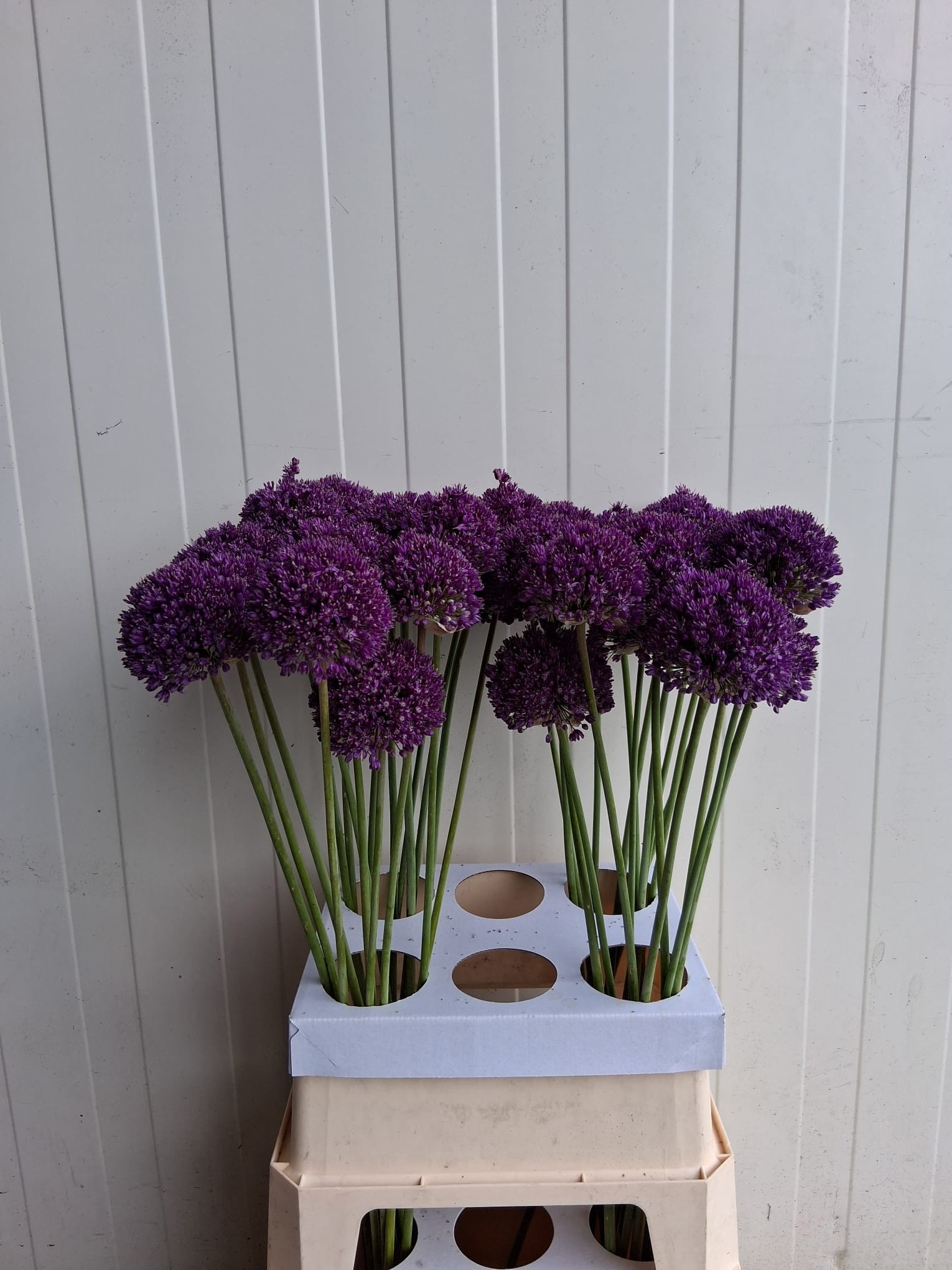 Allium Ambassador 100cm