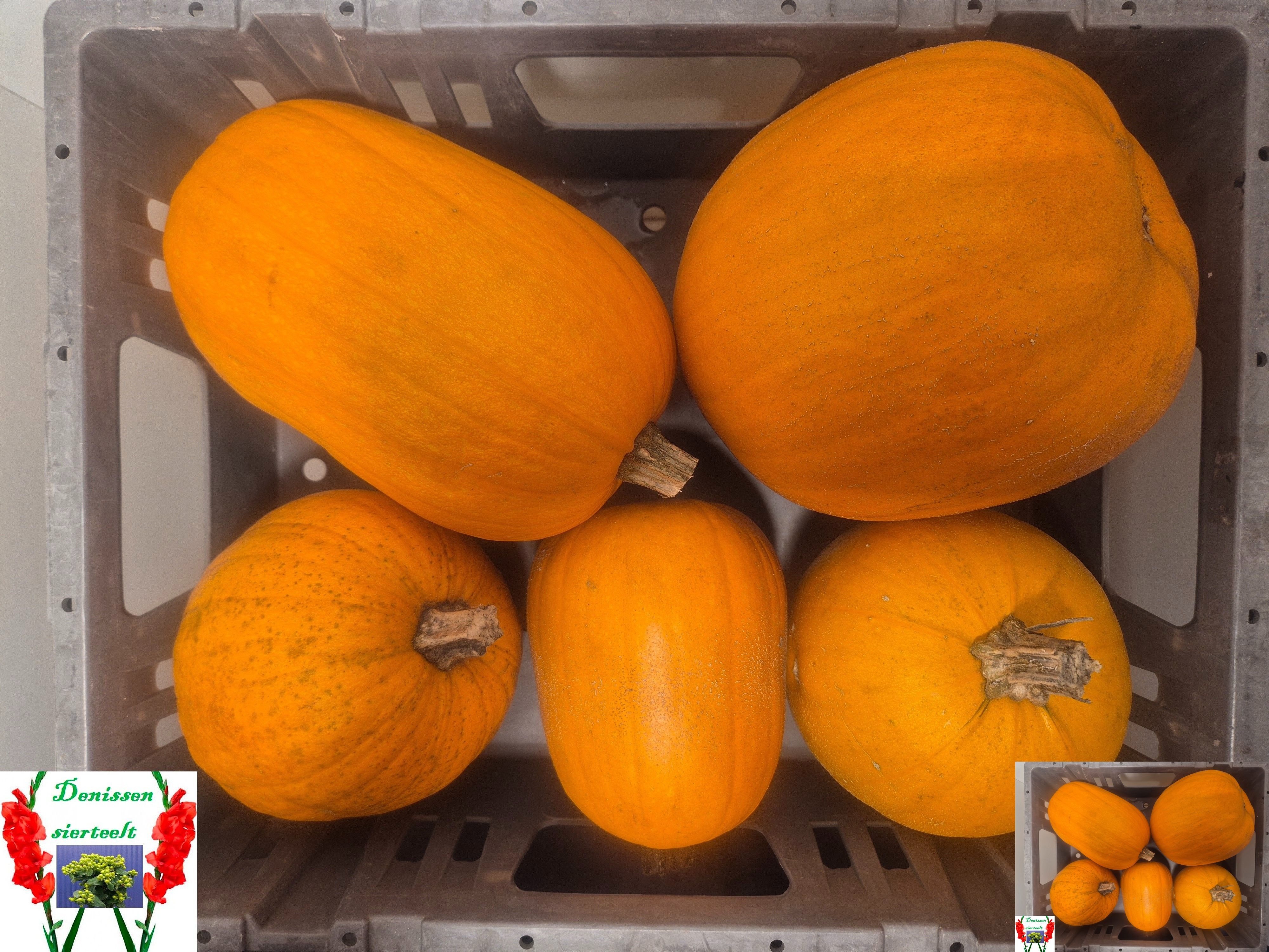 Cuc Maxima Halloween