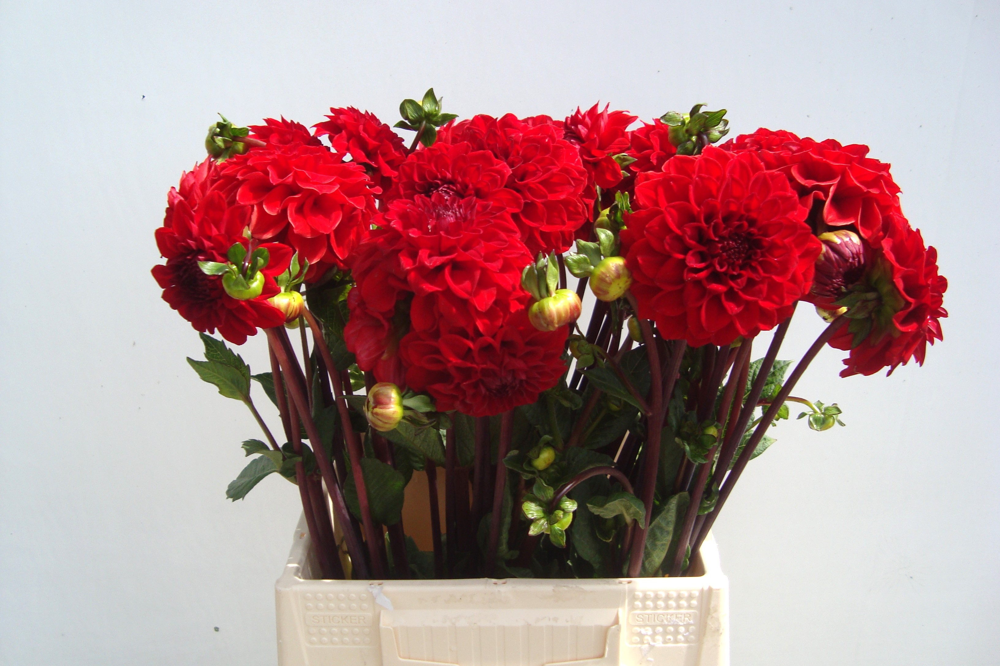 Dahl Red Cap