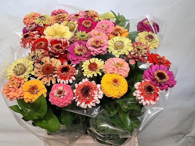 Zinnia Ov Gem
