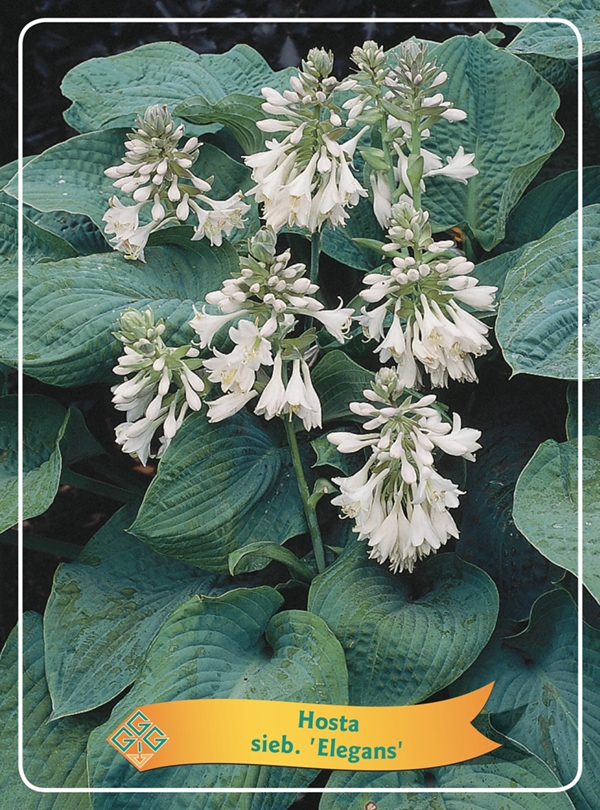 Picture of Hosta Mix 6x10 srt. per shelve P11