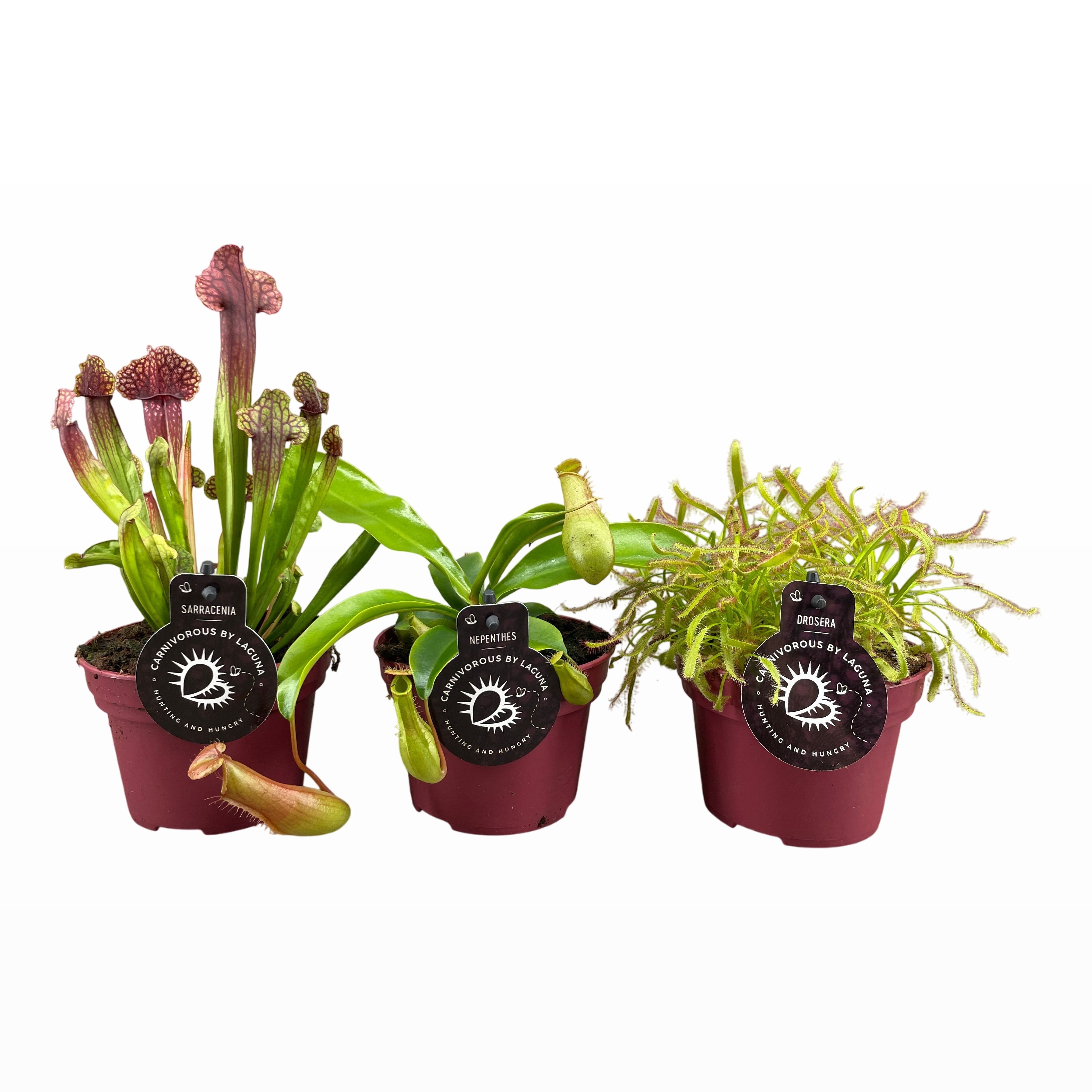 Vleesetende Planten 12P 40H