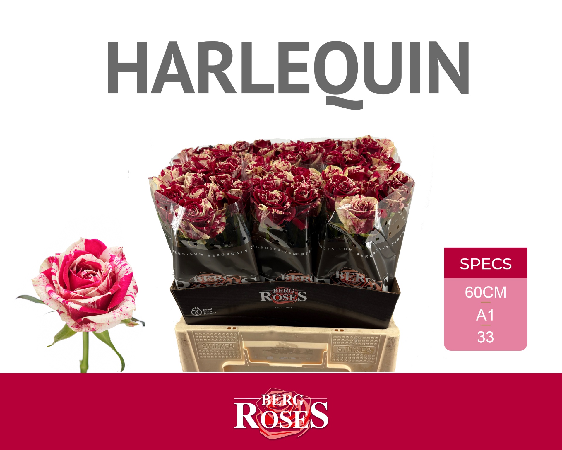 R Gr Harlequin