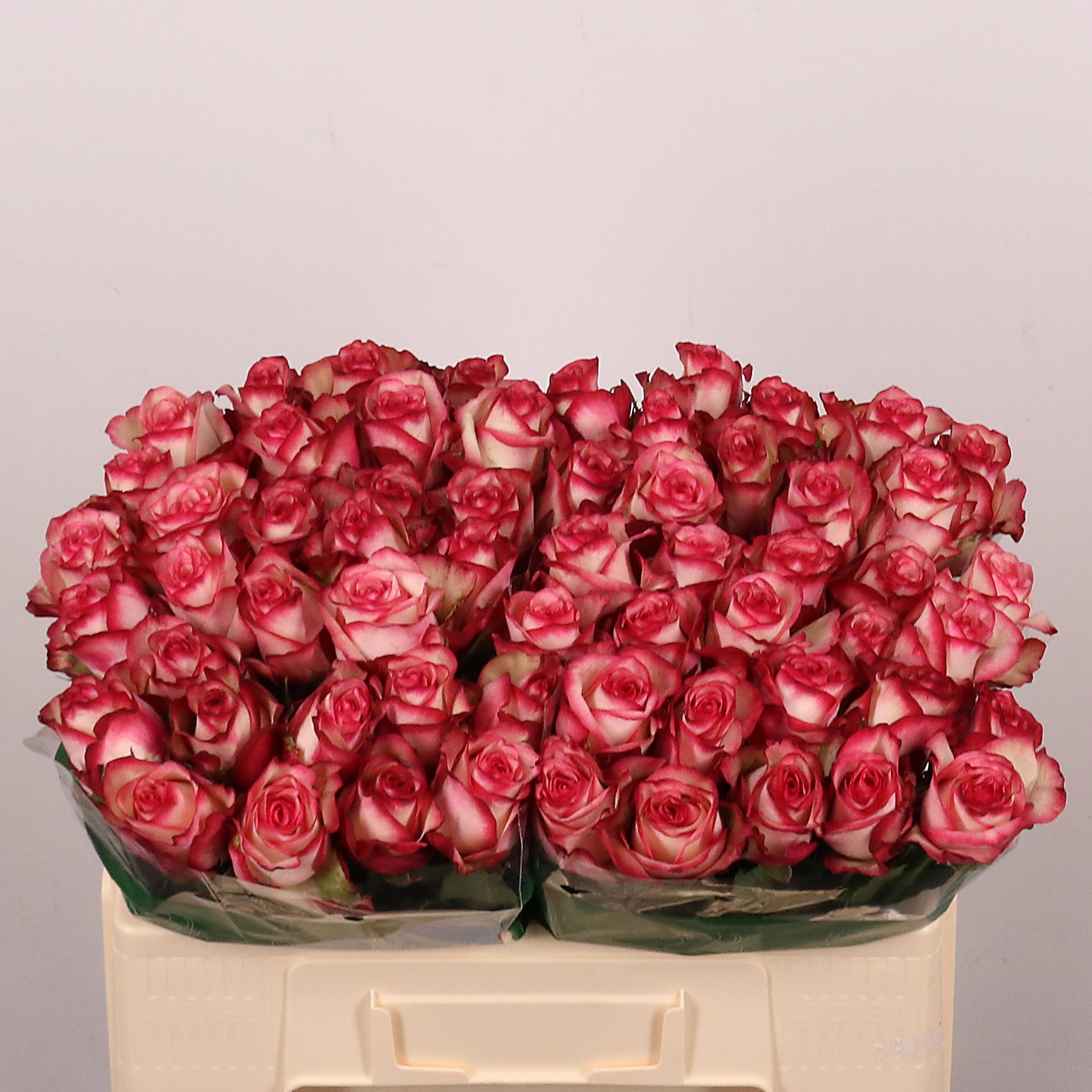 Rosa Paloma 50cm