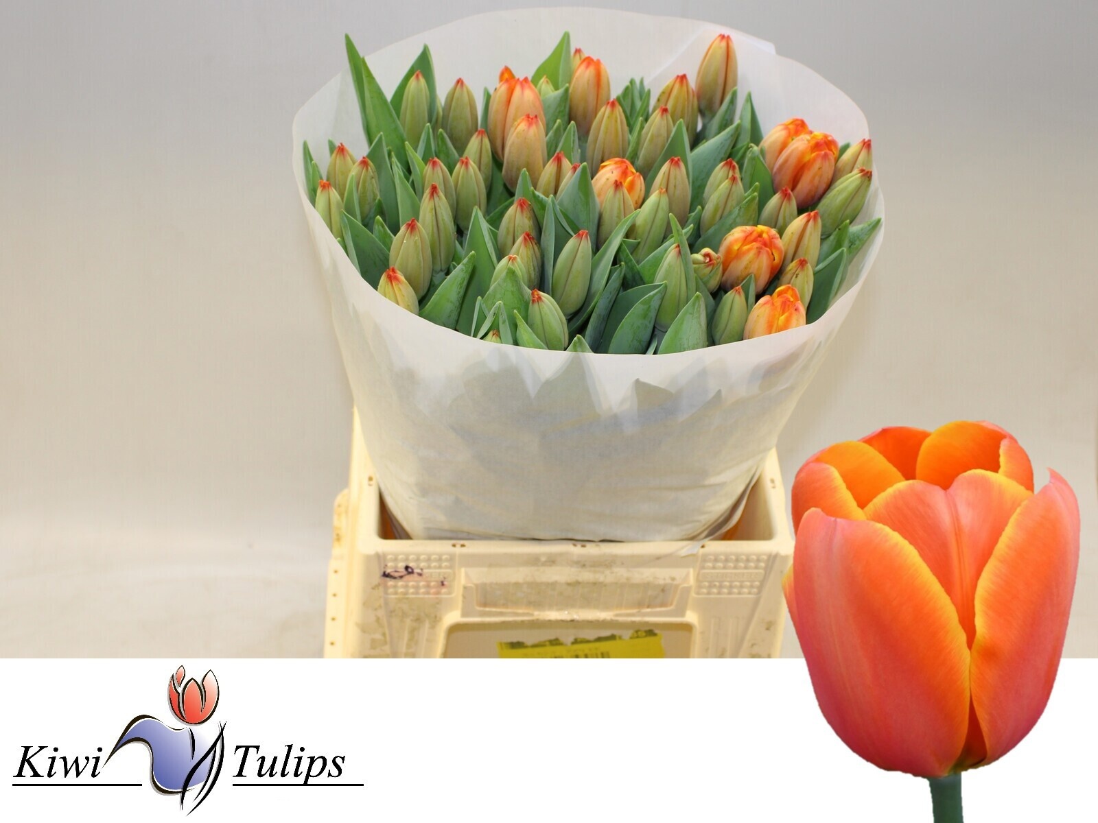 Tulipa Triple A 45cm 48gram