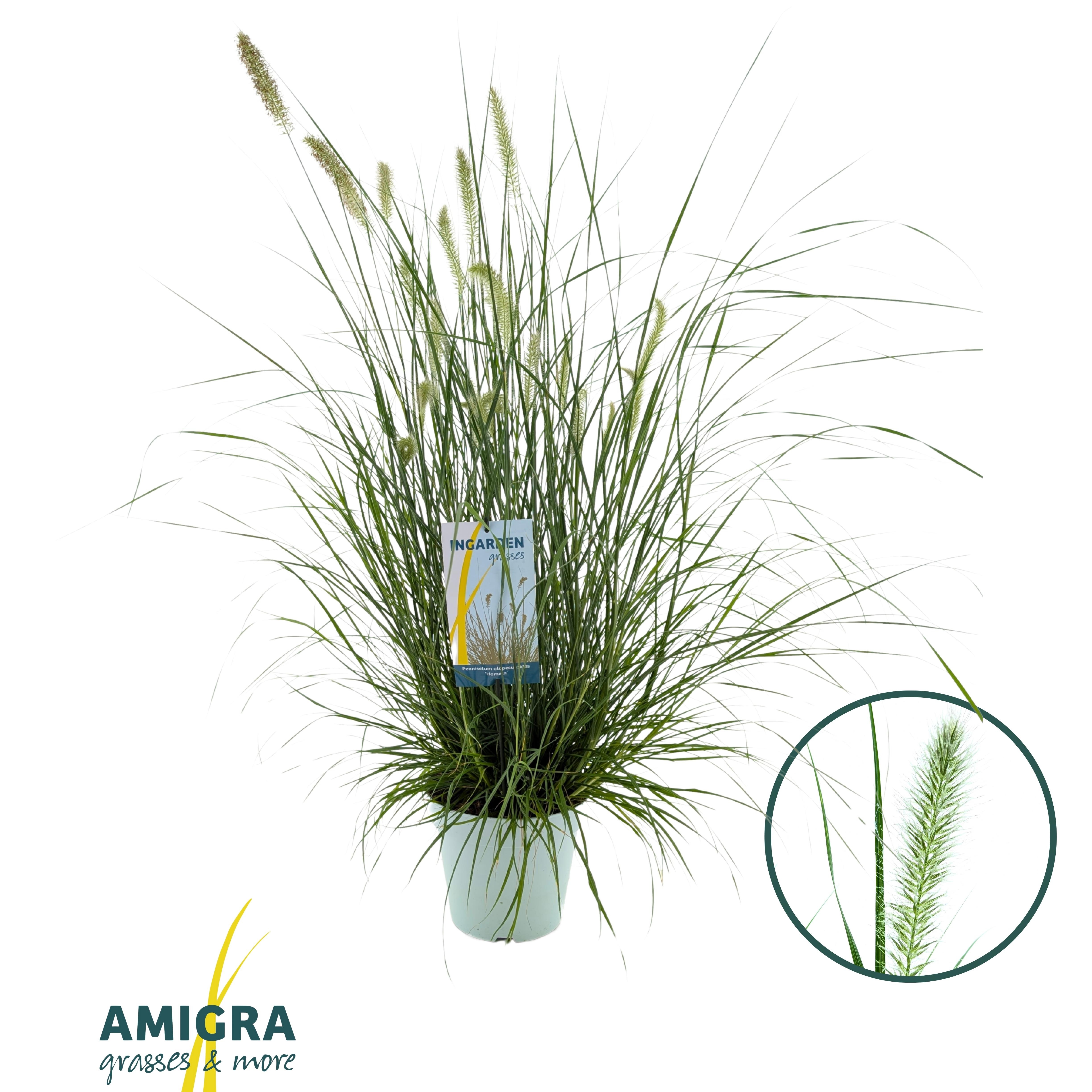 Picture of Pennisetum al. 'Hameln'