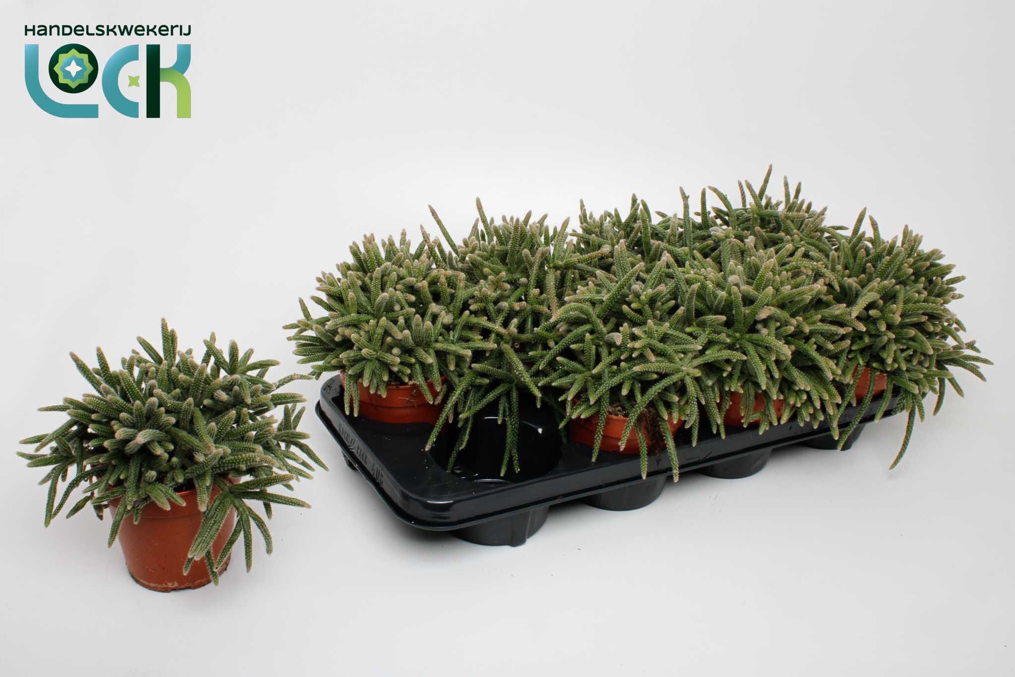 Rhipsalis Baccifera 12Ø 15cm