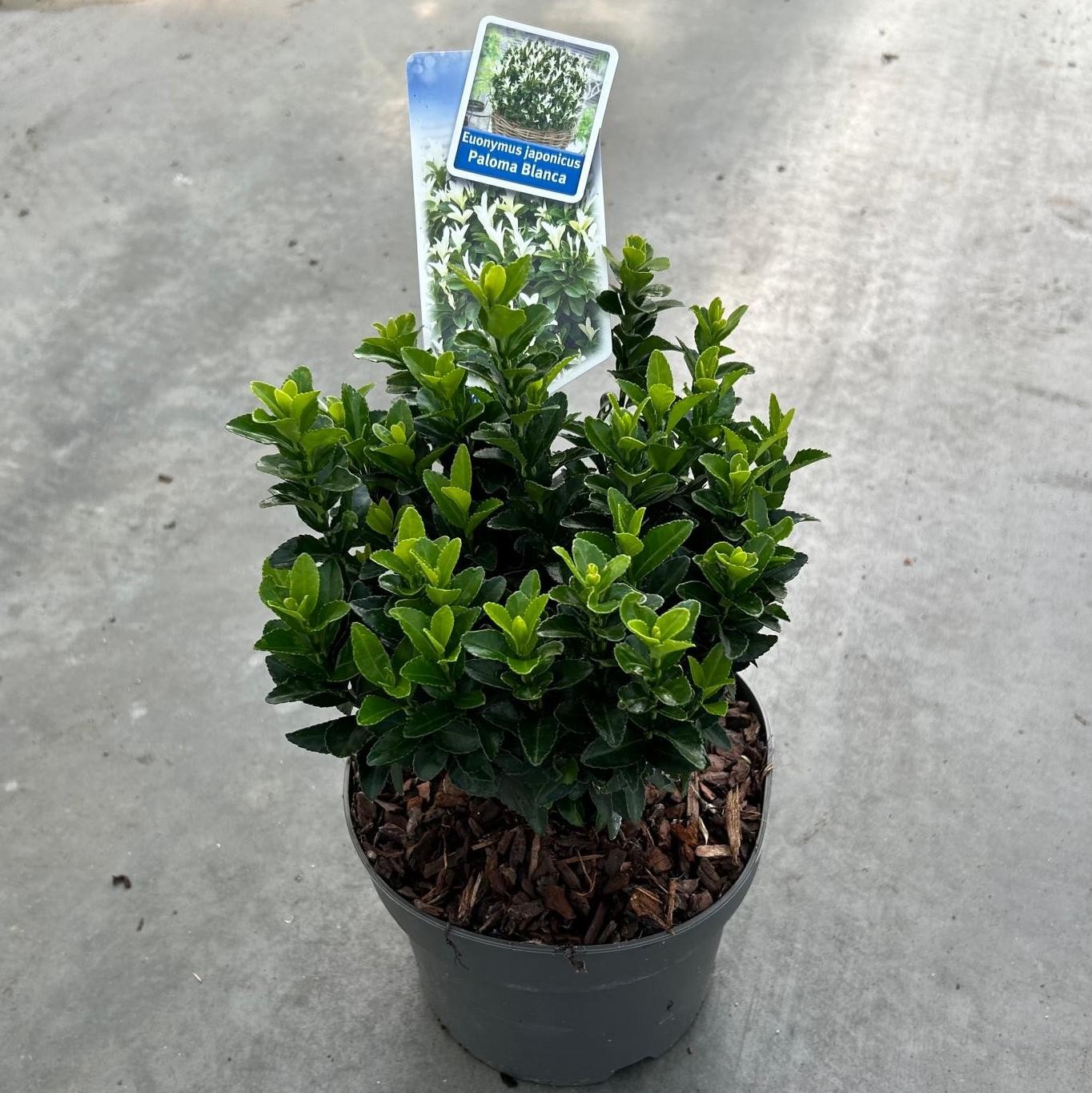 Picture of Euonymus jap. Paloma Blanca P19 (3 Ltr) (LOOSE)