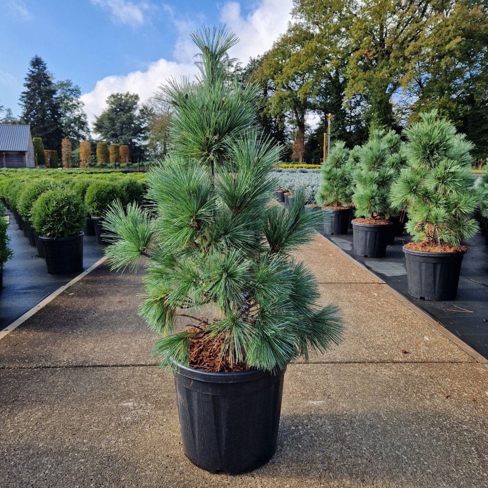 Picture of Pinus schwerinii Wiethorst C20 60/+ (LOOSE)