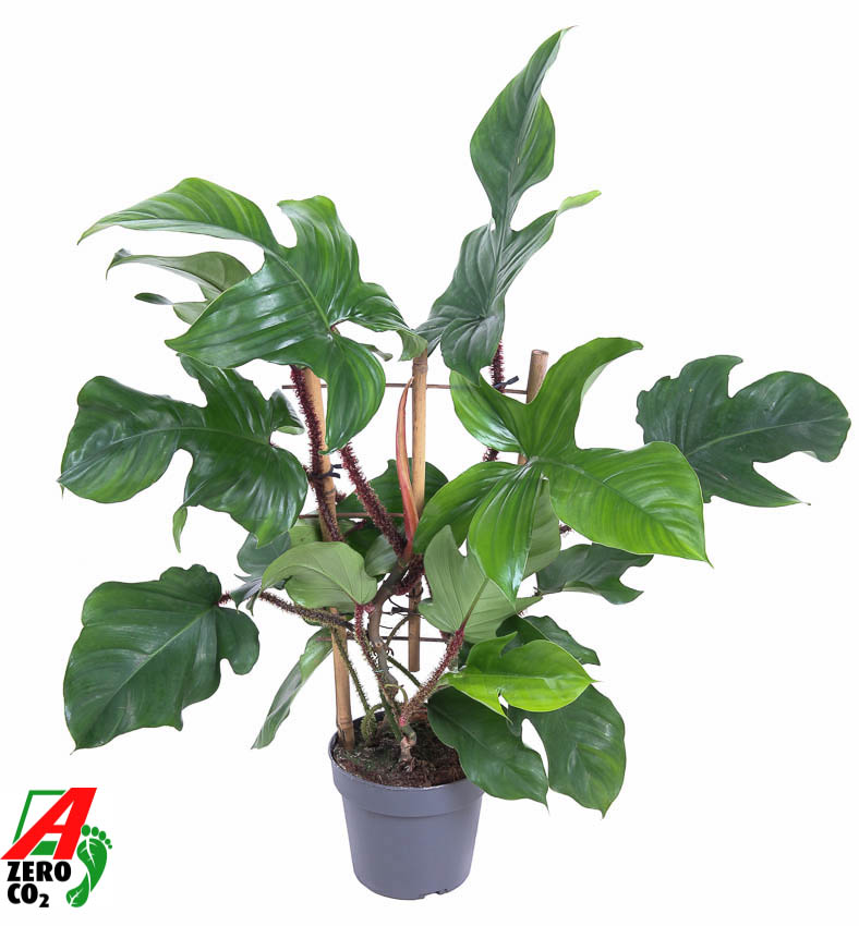 Picture of Philodendron Red Wonder(Squamiferum) P19 60CM