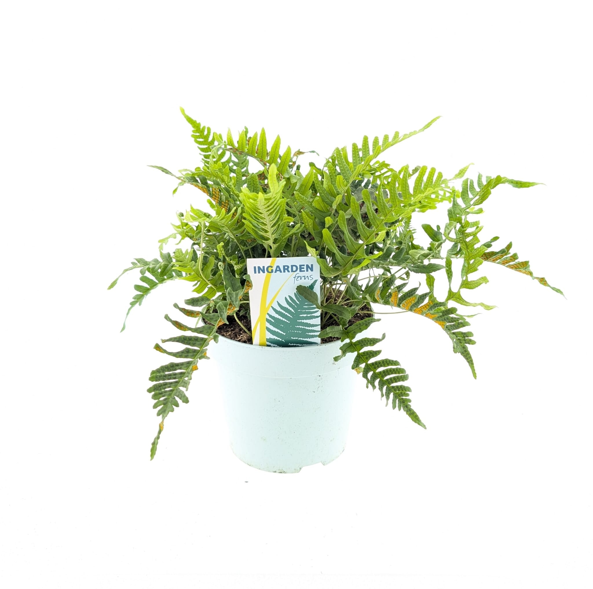 Picture of Polypodium vulgare