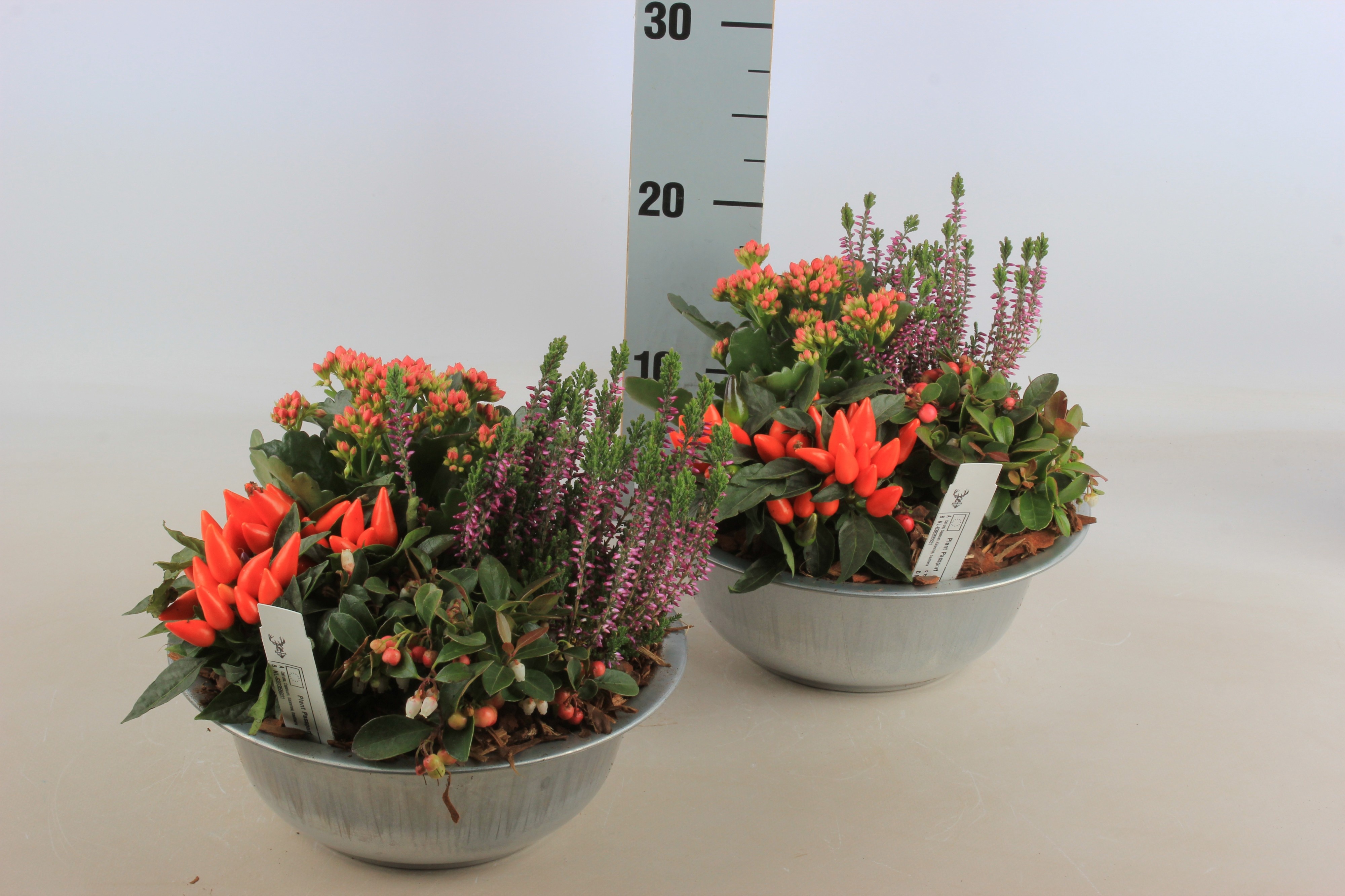 Arr Tuinplanten 23P 25cm 12bloei