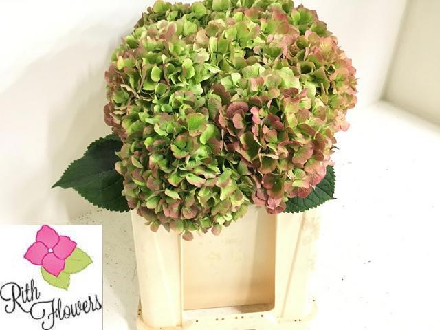 Hydrangea Verena Classic Pink 50cm 18Ø