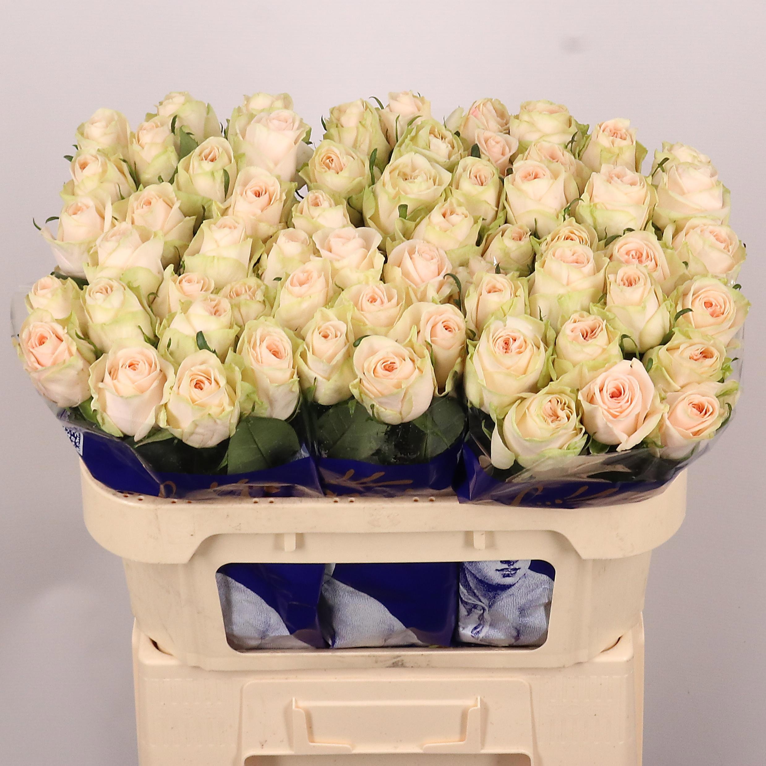 Rosa Wedding Rose 70cm