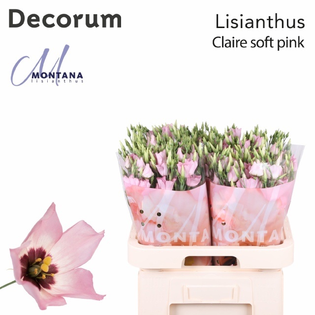 Lisianthus Single Claire Light Pink 70cm