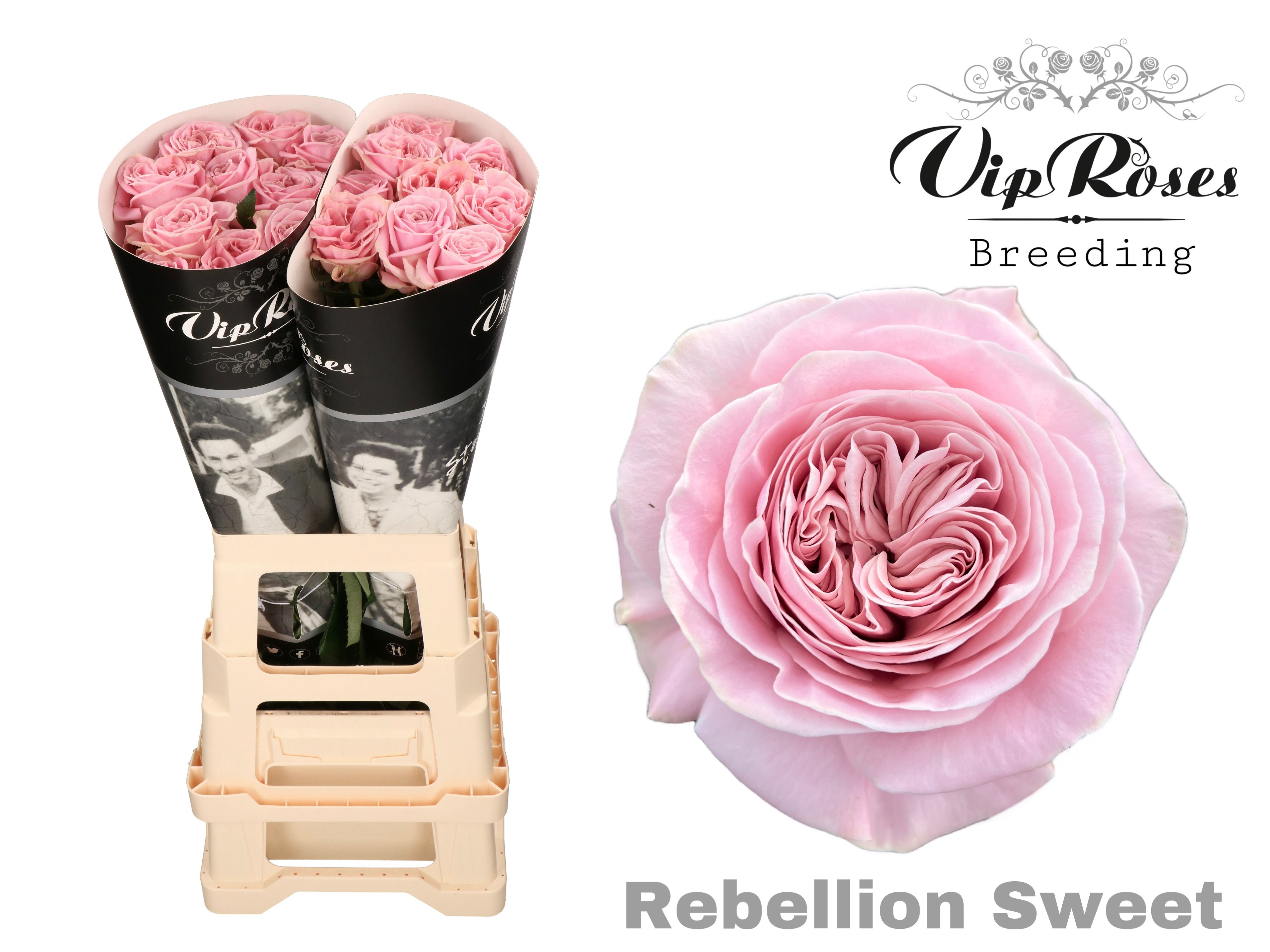 R Gr Rebellion Sweet