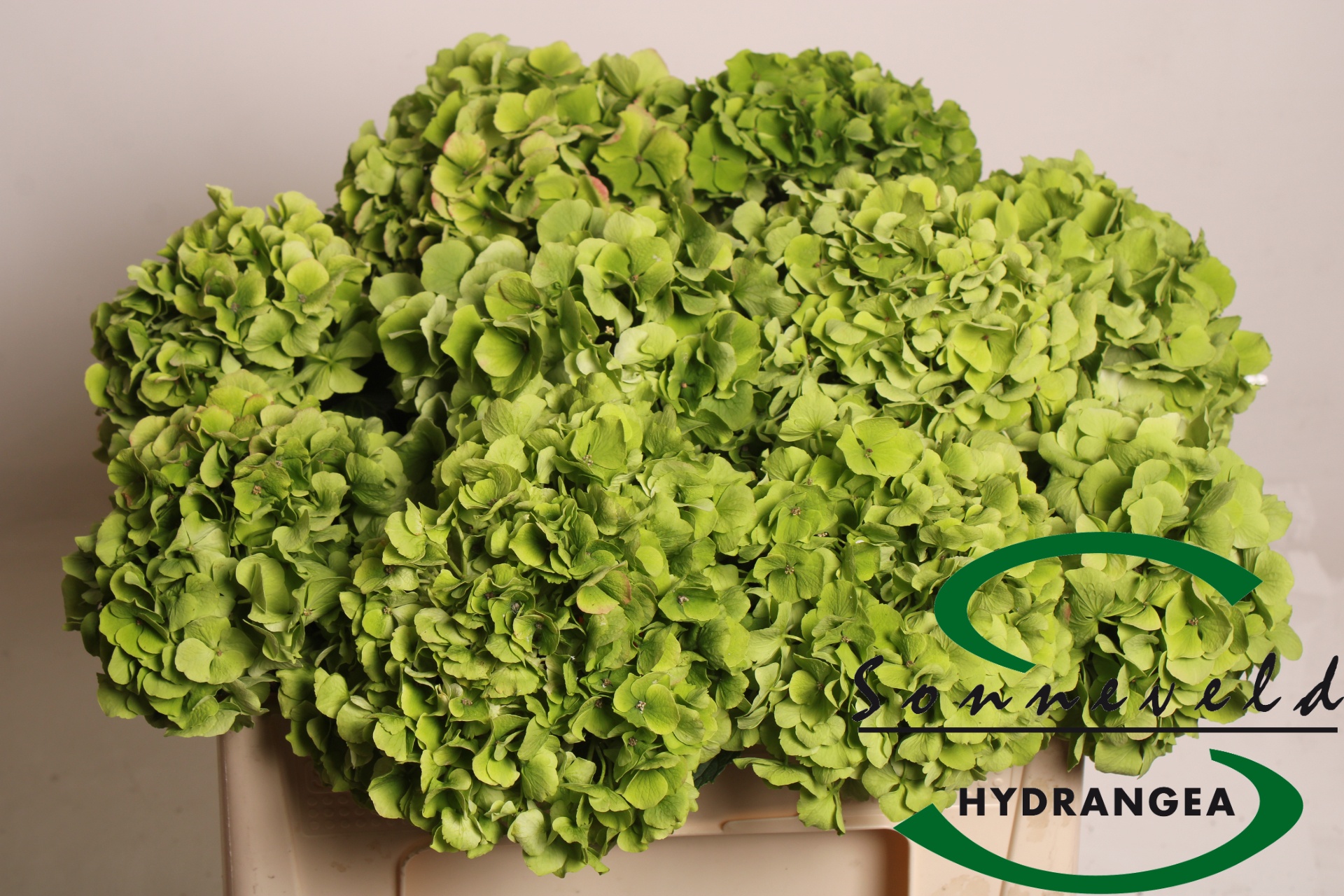 Hydrangea Verena Classic Pink 50cm 17Ø