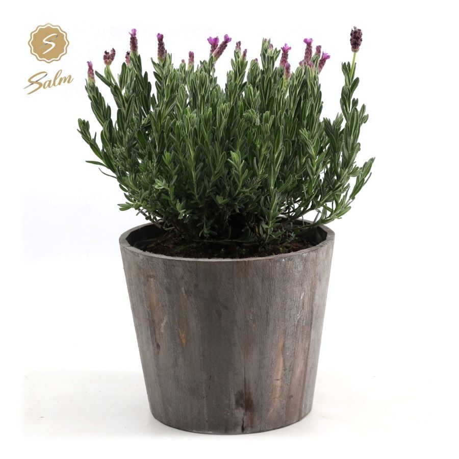 Picture of Lavandula st. 'Anouk'® Collection P19 in Wood